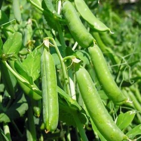 تصویر بذر عدس سبز 20 عددی 