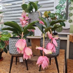 تصویر ارکیده فیلیپینی برای بالکن‌های آپارتمان 