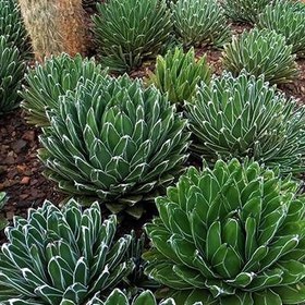 تصویر بذر کاکتوس آگاو ویکتوریا 