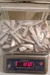 تصویر ماهی کیلکا بدون سر و شکم وزن ۳۰۰۰ گرم 