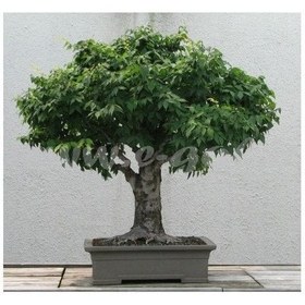 تصویر بنسای افرا 