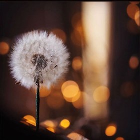 تصویر گل خشک قاصدک 