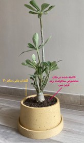 تصویر آدنیوم بنسای Adenium