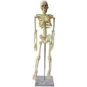 تصویر مولاژ اسکلت بدن انسان ۱/۴ اندازه طبیعی 
