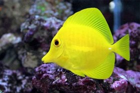 تصویر جراح ماهی زرد Yellow Tang