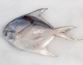 تصویر ماهی حلوا سفید 