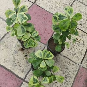 تصویر گیاه فیکوس دلتا ابلق (فیکوس مثلثی) 