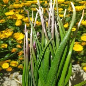تصویر بن سرخ یا بن سور خشک(200 گرم) 