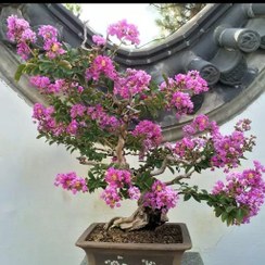 تصویر بذر درخت توری بسته 5عددی 