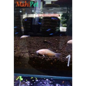 تصویر کوریدوراس آلبینو 