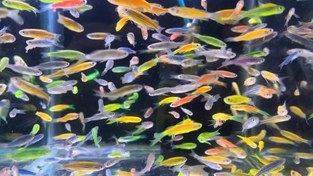 تصویر فوتیج آکواریوم رنگارنگ پر از ماهی های پر جنب و جوش مرجع فوتیج های آماده دانلود استوک فوتیج های رایگان 