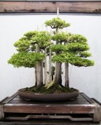 تصویر پرورش درختچه مینیاتوری – بنسای 