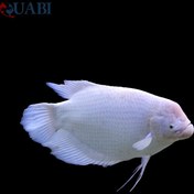 تصویر ماهی گورامی جاینت آلبینو 5 تا 7 سانت 