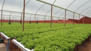 تصویر گلخانه هیدروپونیک و خاکی(توت فرنگی) 