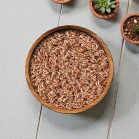 تصویر اسفرزه 