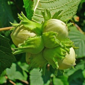 تصویر فندق انیس ترکیه 