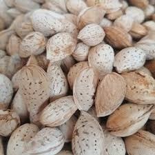 تصویر بادام کاغذی خام 