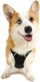 تصویر هارنس سگ رَبیتگو (Rabbitgoo) 