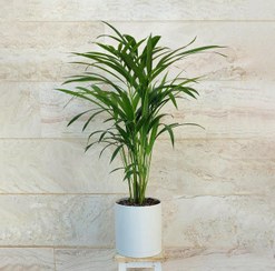 تصویر نخل اریکا گیاه آپارتمانی مقاوم با گلدان پلیمری 