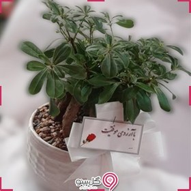 تصویر گلدان میخک هندی 