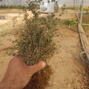 تصویر نشا ریشه لخت آویشن باغی 