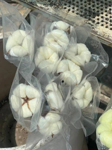 تصویر فروشگاه گلستونک