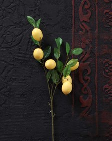 تصویر شاخه لیمو 