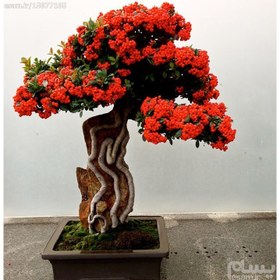 تصویر بذر بونسای پریکانتا قرمز- مقاومت نسبت به سرما و گرما و کم آبی ا 7عدد بذر بونسای "red pyracantha bonsai" 7عدد بذر بونسای "red pyracantha bonsai"
