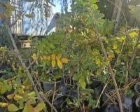 تصویر درخت سماق 