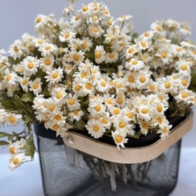 تصویر بابونه 