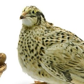 تصویر بلدرچین نیمچه نر 