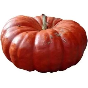 تصویر بذر کدو مربایی 10 عددی 