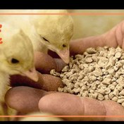 تصویر غذای جوجه مخصوص تا ۳ ماهه 