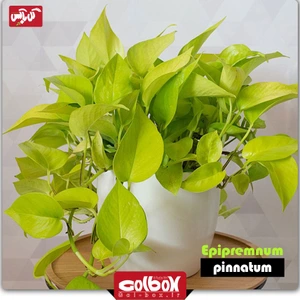 تصویر فروشگاه گل باکس