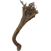 تصویر خرید ریشه کاسنی خشک 