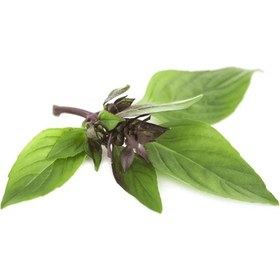 تصویر ریحان ایتالیایی Italian basil