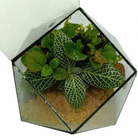 تصویر تراریوم مدل چندضلعی 