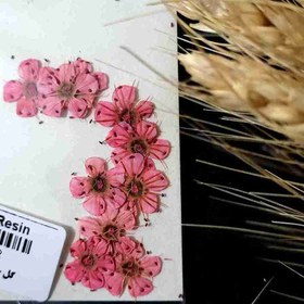 تصویر گل خشک شکوفه گلبهی 