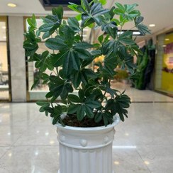 تصویر درختچه شفلرا مصنوعی 