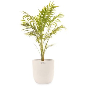 تصویر گیاه طبیعی اریکا گلیتال مدل GTL112 