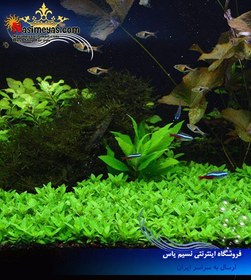 تصویر گیاه استروژن ریپنس آکواریوم گیاهی کد ۶۰۸ Aquarium Plant strogen Ripens