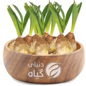 تصویر پیاز عنصل 