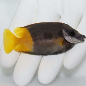 تصویر روباه ماهی فیجی Bicolor Foxface Rabbitfish