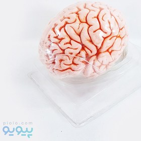 تصویر مولاژ مغز انسان با اندازه طبیعی(2قسمتی) 