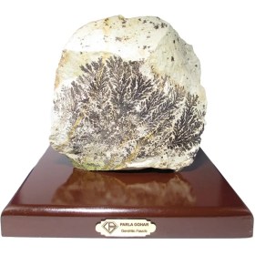 تصویر سنگ راف شجر فسیلی کد 2025 