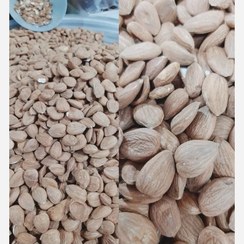 تصویر مغز هسته زردآلو امساله1404 بدون تلخی ارسال رایگان 