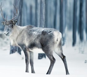 تصویر گیوه طرح هایلایت آبی 