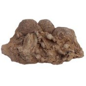 تصویر فسیل کمیاب نوموليت تجمعی با قدمت چند میلیون ساله کد 3 