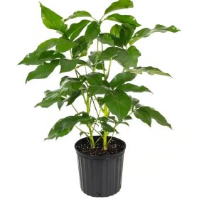 تصویر شفلرا آمیت 