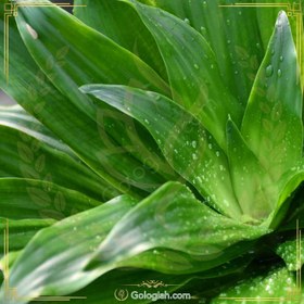 تصویر گلدان طبیعی کامپکت 